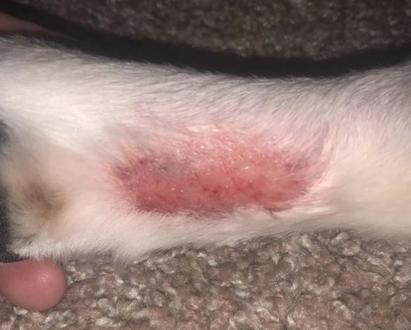 acute moist dermatitis in dogs acute moist dermatitis in dogs