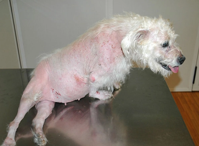 cushing's disease in dogs