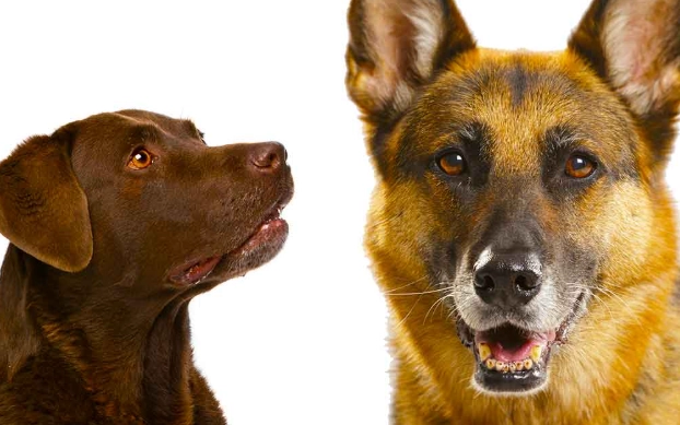 german shepherd lab mix puppy german shepherd lab mix puppy