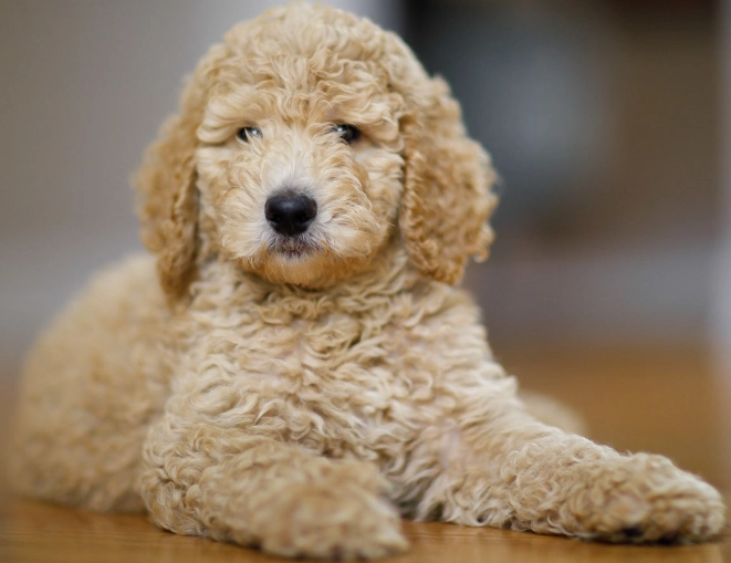 toy poodle size