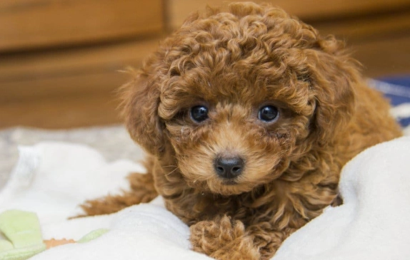toy poodle puppies