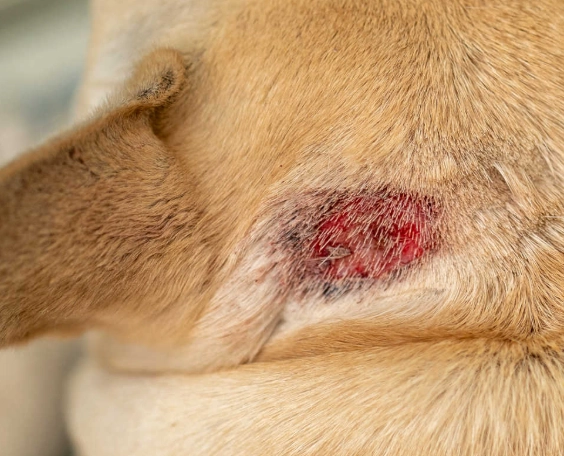 dog hot spot home remedy dog hot spot home remedy