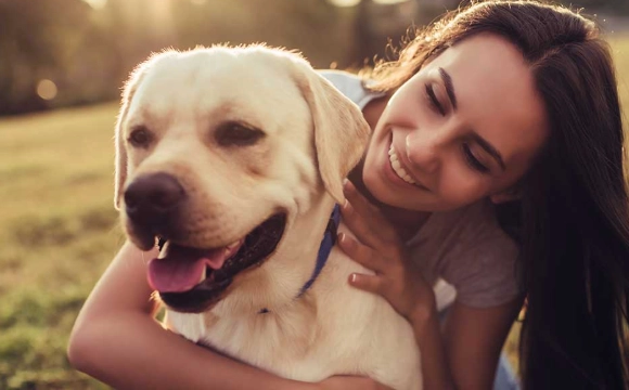canine estrous cycle