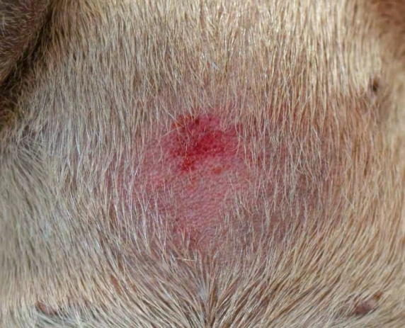 acute moist dermatitis in dogs acute moist dermatitis in dogs