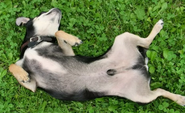 canine umbilical cord