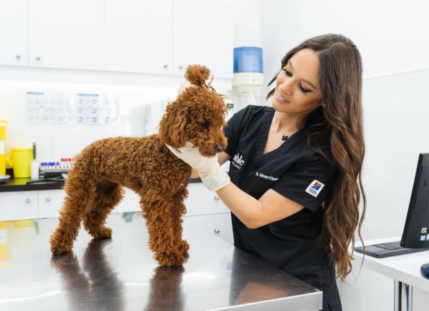 dog safe vegetables dog safe vegetables