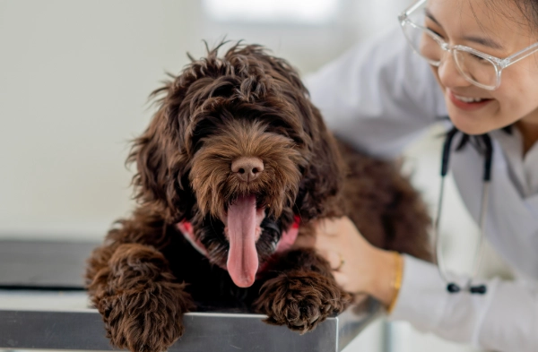 how to give activated charcoal to dogs how to give activated charcoal to dogs