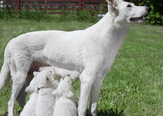 how long does a dog stay in heat