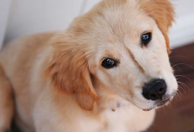 hot dog cooking time