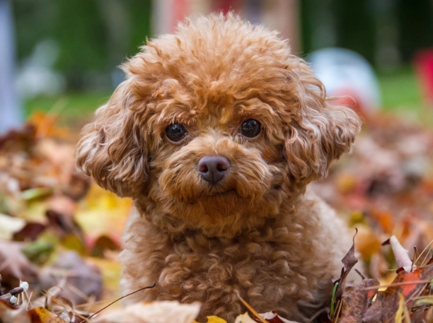 toy poodle