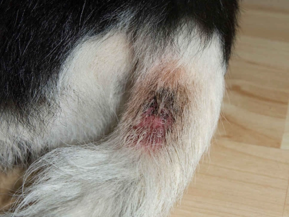 hot spot on dog treatment hot spot on dog treatment