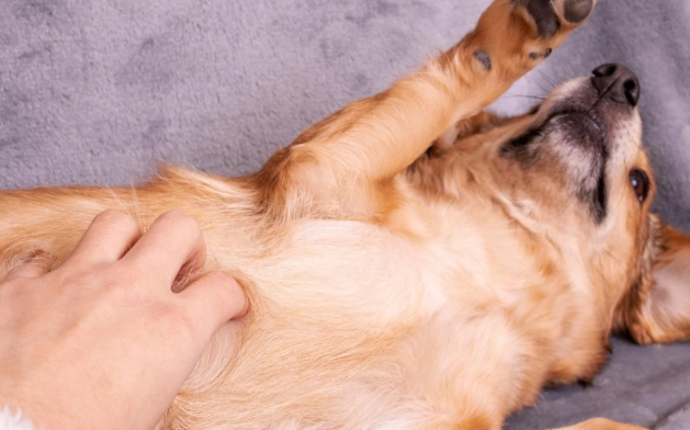 do dogs have belly buttons