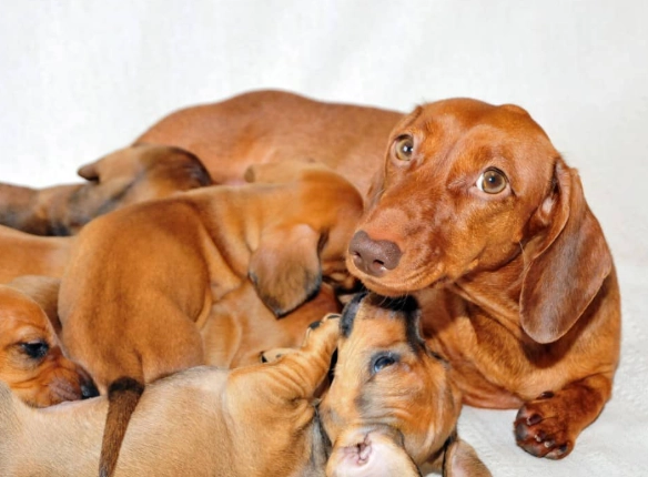 how long does a dog stay in heat