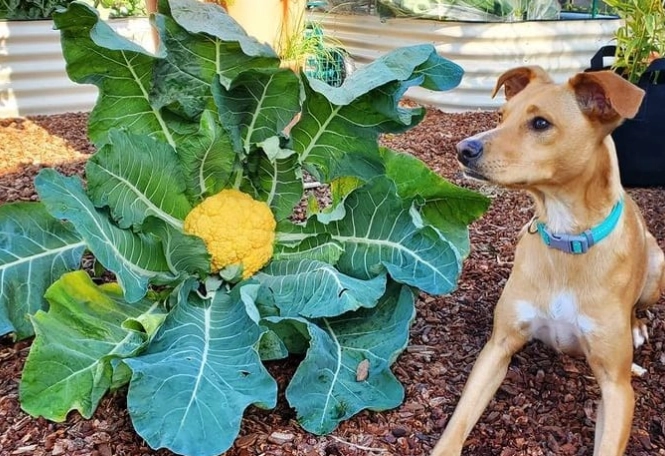 dog safe vegetables dog safe vegetables