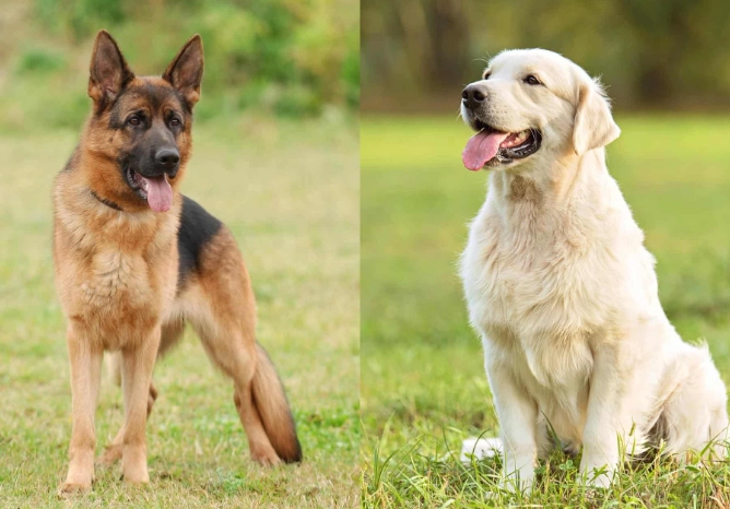 german shepherd labrador mix german shepherd labrador mix