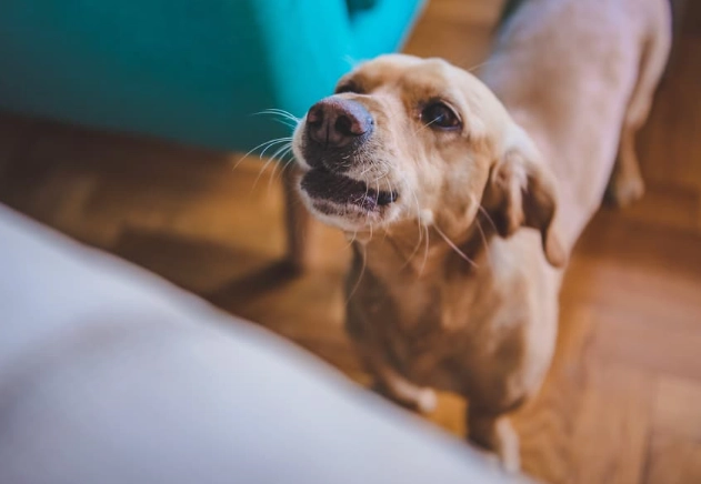 dog hiccups treatment