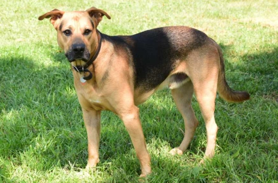 german shepherd lab mix puppy german shepherd lab mix puppy