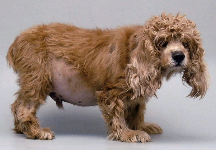 symptoms of cushing's in dogs
