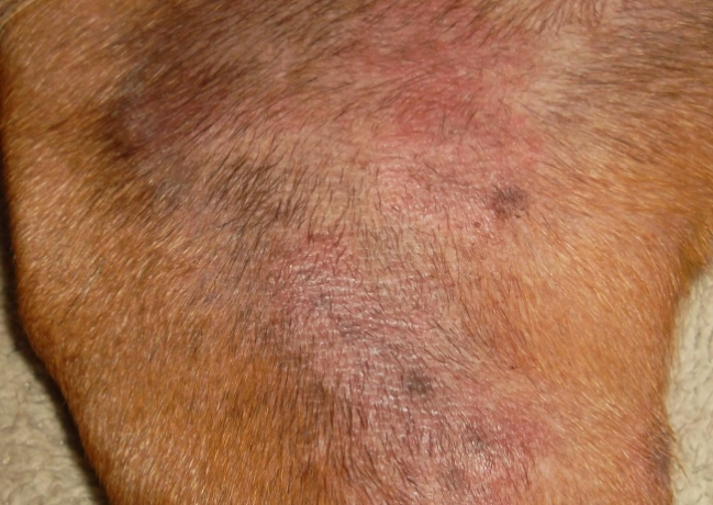 dog ear yeast infection