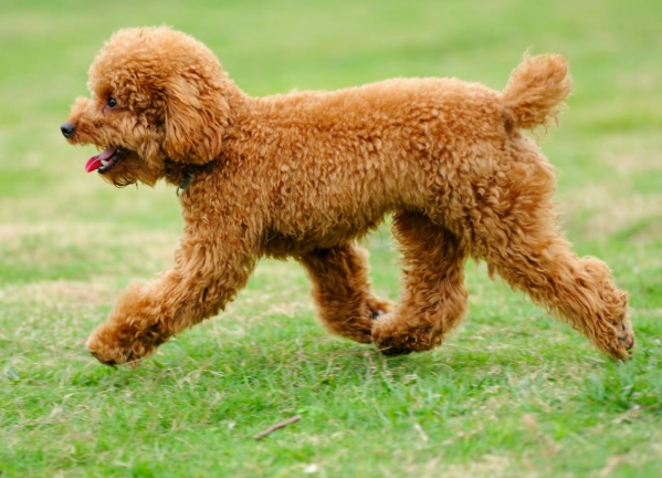 toy poodles