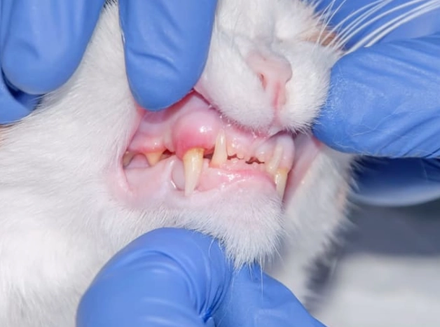 chronic gingivitis in cats