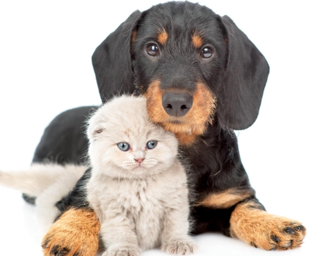 dog liver failure treatment