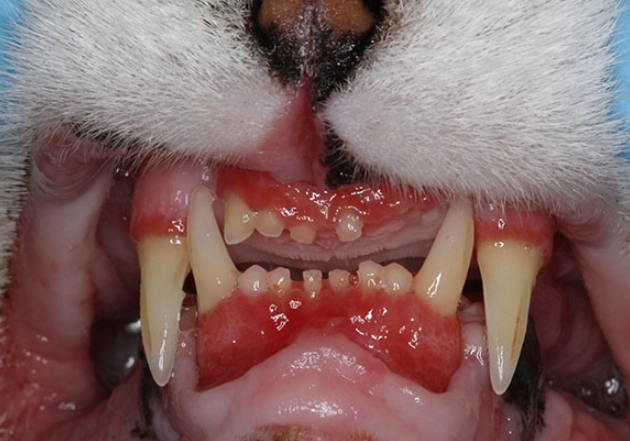 stomatitis in cats
