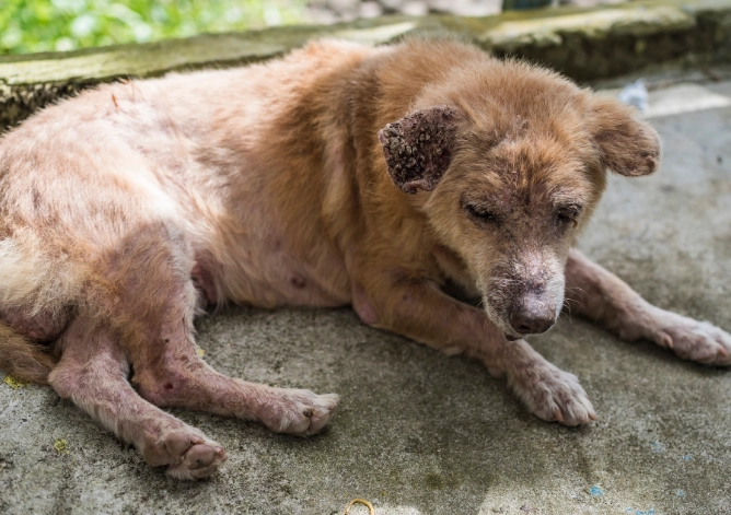 dog mange symptoms