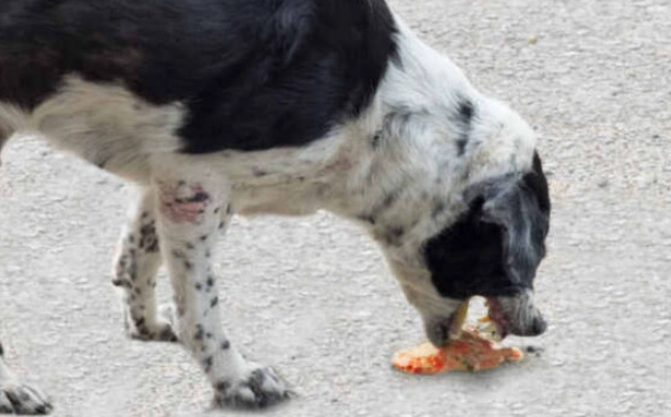 dog vomiting emergency