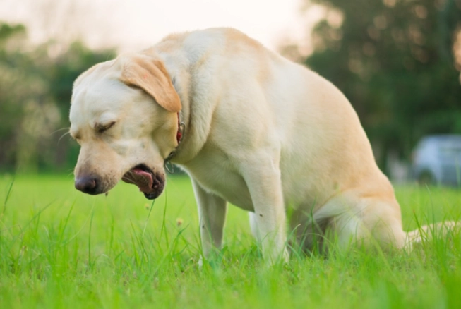dog vomiting emergency