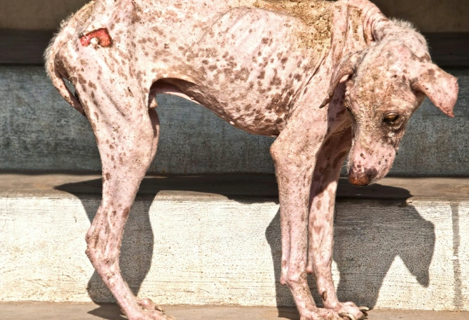dog mange symptoms