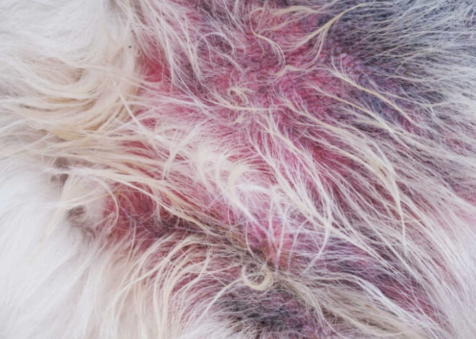 yeast infection in dogs ears