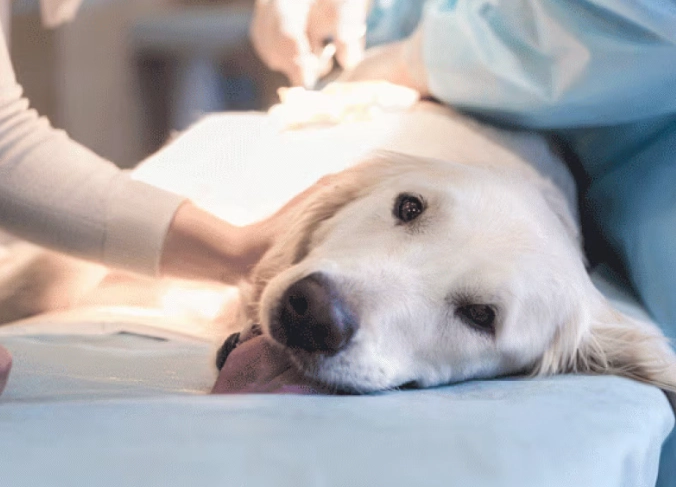 dog liver failure treatment