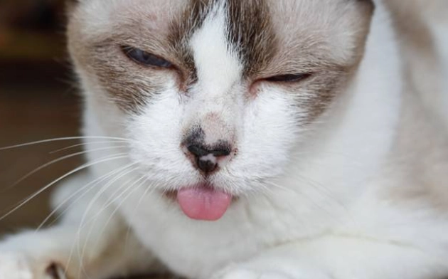 chronic gingivitis in cats