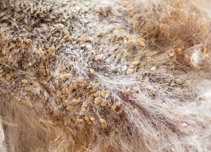 yeast infection in dogs