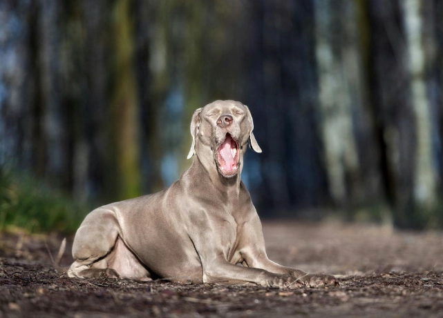 dog liver disease symptoms