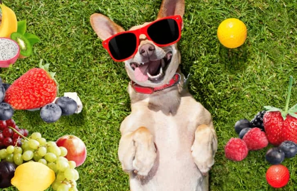 what fruits can dogs eat