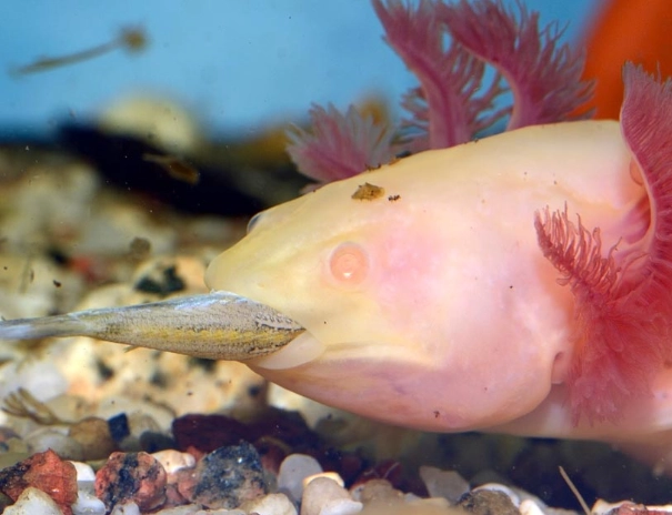 what do axolotls eat