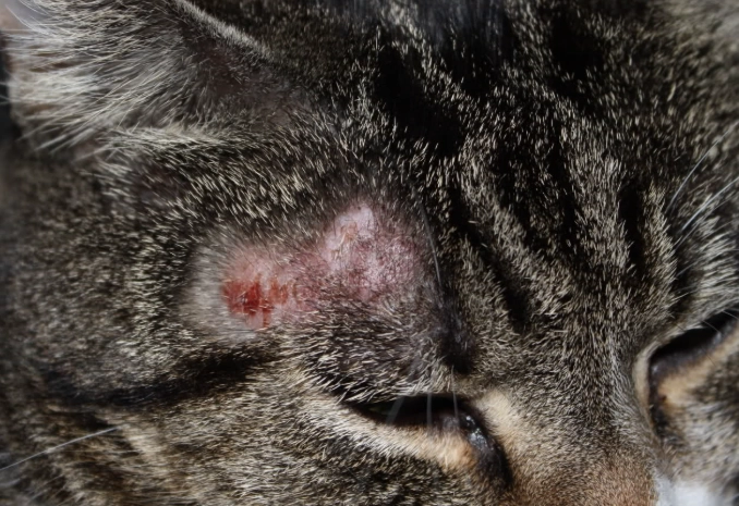 ringworm in cats