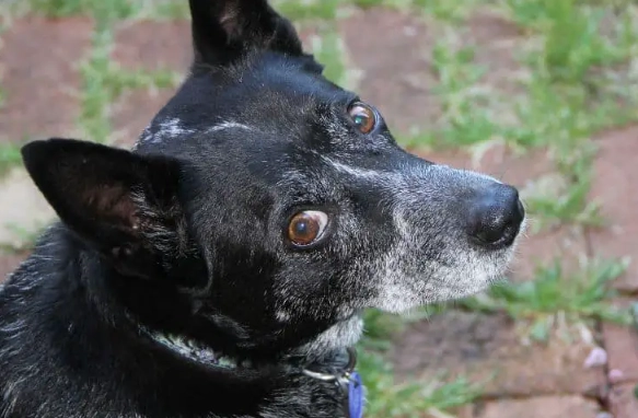 blood in dog stool blood in dog stool