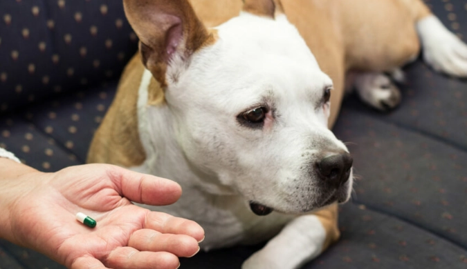 what can i give my dog for pain