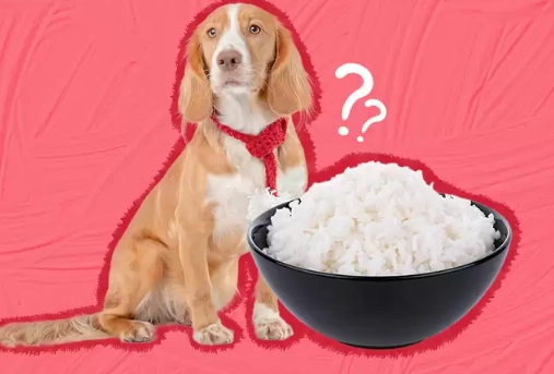 feeding rice to dogs feeding rice to dogs