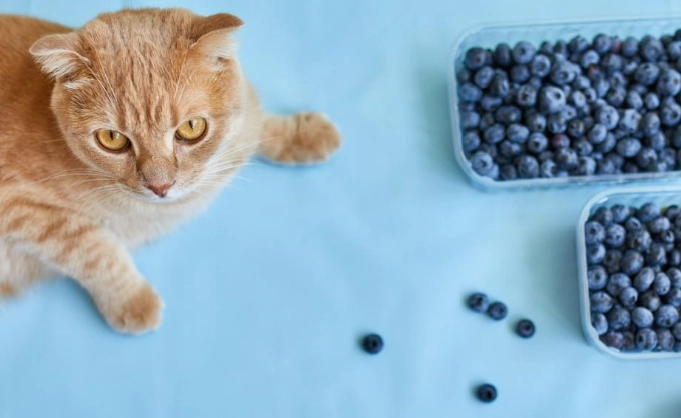 are blueberries safe for cats are blueberries safe for cats