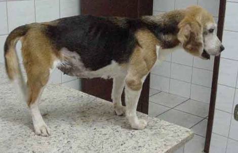 blood in dog stool causes blood in dog stool causes