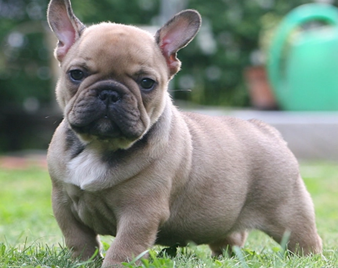 french bulldog health problems