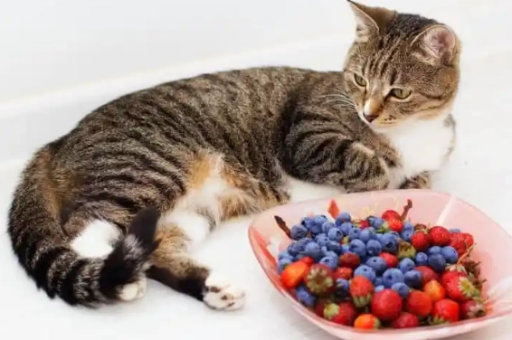 how to feed blueberries to cats how to feed blueberries to cats