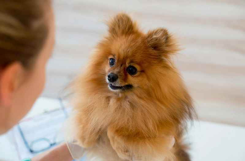 dog bloody diarrhea dog bloody diarrhea