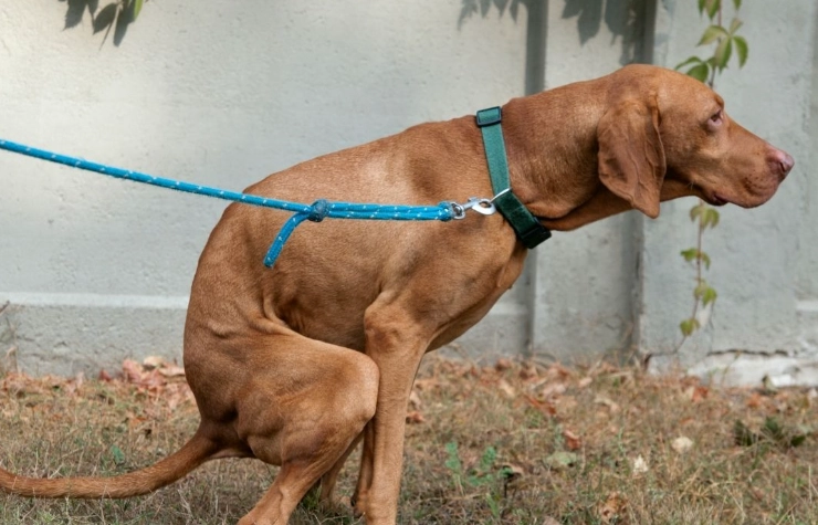 hemorrhagic gastroenteritis in dogs hemorrhagic gastroenteritis in dogs