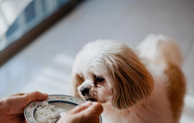 can dogs eat rice