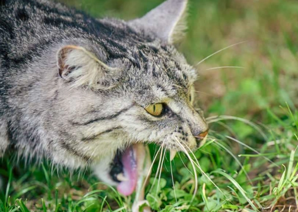 cat throwing up treatment